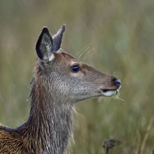 Images Dated 21st September 2016: Red deer (Cervus elaphus) female doe portrait, Jura, Scotland, UK, September