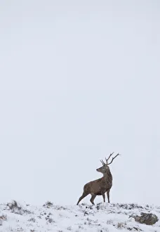Red deer (cervus elaphus) solitary stag in snow, Alladale Reserve, Sutherland, Scotland Red deer (cervus elaphus) solitary stag in snow, Alladale Reserve, Sutherland, Scotland