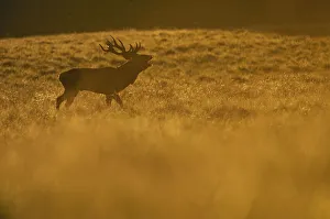Red deer (Cervus elaphus) stag calling at sunset during rut, Klampenborg Dyrehaven Red deer (Cervus elaphus) stag calling at sunset during rut, Klampenborg Dyrehaven