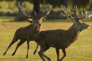 Red deer (Cervus elaphus) stag chasing another during a fight, rutting season, Bushy Park Red deer (Cervus elaphus) stag chasing another during a fight, rutting season, Bushy Park