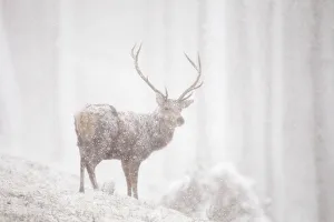 Red deer (Cervus elaphus) stag in heavy snowfall, Cairngorms National Park, Scotland Red deer (Cervus elaphus) stag in heavy snowfall, Cairngorms National Park, Scotland