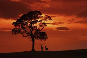Red deer (Cervus elaphus) stag and hind at dusk, Cheshire, UK September Red deer (Cervus elaphus) stag and hind at dusk, Cheshire, UK September