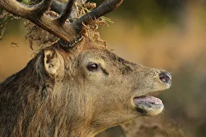 Red deer (Cervus elaphus) stag portrait, bellowing with bracken in antlers, rutting season Red deer (Cervus elaphus) stag portrait, bellowing with bracken in antlers, rutting season