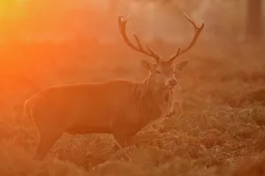 Red deer (Cervus elaphus) stag at sunrise, Bushy Park, London, UK, October Red deer (Cervus elaphus) stag at sunrise, Bushy Park, London, UK, October