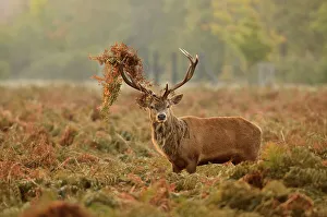 Red deer (Cervus elaphus) stag thrashing bracken, rutting season, Bushy Park, London Red deer (Cervus elaphus) stag thrashing bracken, rutting season, Bushy Park, London