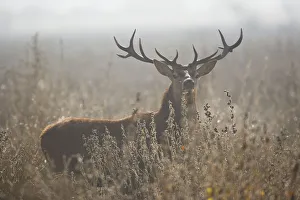 Red deer (Cervus elaphus) stag amongst winter vegetation, Salburua Park, Alava, Spain Red deer (Cervus elaphus) stag amongst winter vegetation, Salburua Park, Alava, Spain