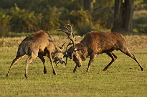 Two Red deer (Cervus elaphus) stags fighting, rutting season, Bushy Park, London Two Red deer (Cervus elaphus) stags fighting, rutting season, Bushy Park, London