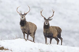 Images Dated 21st February 2016: Red deer (Cervus elaphus) stags on snowy ridge, Scotland, UK, February