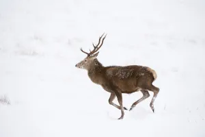 Red deer stag (Cervus elaphus) on open moorland, running in snow, Cairngorms NP, Scotland Red deer stag (Cervus elaphus) on open moorland, running in snow, Cairngorms NP, Scotland