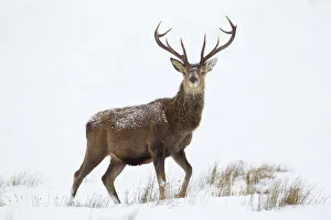 Red deer stag (Cervus elaphus) on open moorland in snow, Cairngorms NP, Scotland, UK, December Red deer stag (Cervus elaphus) on open moorland in snow, Cairngorms NP, Scotland, UK, December