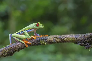 Red eyed tree frog (Agalychnis callidryas) La Selva Field Station, Costa Rica Red eyed tree frog (Agalychnis callidryas) La Selva Field Station, Costa Rica