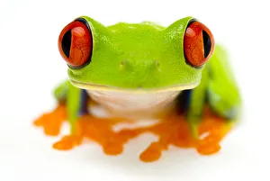 Red eyed tree frog (Agalychnis callidryas) close-up of head Captive Red eyed tree frog (Agalychnis callidryas) close-up of head Captive