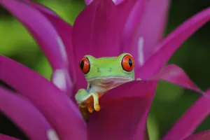 Red-eyed tree frog {Agalychnis callidryas} resting in Bromeliad flower, Nicaragua, June Red-eyed tree frog {Agalychnis callidryas} resting in Bromeliad flower, Nicaragua, June