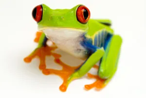 Red eyed tree frog (Agalychnis callidryas) portrait Captive Red eyed tree frog (Agalychnis callidryas) portrait Captive