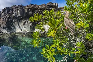 Red-footed booby (Sula sula), brown morph, Genovesa Island, Galapagos Islands Red-footed booby (Sula sula), brown morph, Genovesa Island, Galapagos Islands