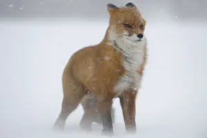 Red fox in a snow storm (Vulpes vulpes) Winter winds on Kamchatka can reach 40 meters a Red fox in a snow storm (Vulpes vulpes) Winter winds on Kamchatka can reach 40 meters a