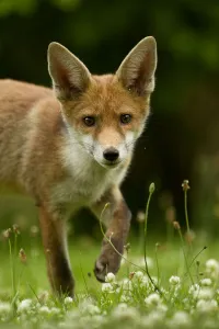 Red Fox (Vulpes vulpes) cub in late evening light, Leicestershire, England, UK, July Red Fox (Vulpes vulpes) cub in late evening light, Leicestershire, England, UK, July