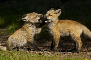 Red fox (Vulpes vulpes) two cubs playing, Shoshone National Forest, Wyoming, USA May Red fox (Vulpes vulpes) two cubs playing, Shoshone National Forest, Wyoming, USA May