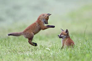 Agricultural Land Collection: Red fox (Vulpes vulpes) cubs playing, Vosges, France, May