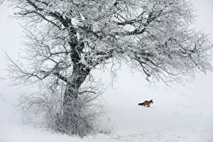 Red Fox (Vulpes vulpes) in distance in snow habitat. Vosges, France, December Red Fox (Vulpes vulpes) in distance in snow habitat. Vosges, France, December