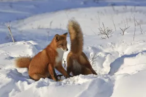Red fox (Vulpes vulpes) two foxes at den in deep snow, Kamchatka, Far east Russia Red fox (Vulpes vulpes) two foxes at den in deep snow, Kamchatka, Far east Russia