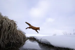 Red Fox (Vulpes vulpes) jumping across stream. Kronotsky Zapovednik Nature Reserve Red Fox (Vulpes vulpes) jumping across stream. Kronotsky Zapovednik Nature Reserve