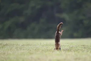 Red Fox (Vulpes vulpes) leaping on to prey in field. Vosges, France, June Red Fox (Vulpes vulpes) leaping on to prey in field. Vosges, France, June