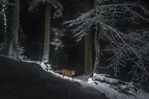 Red fox (Vulpes vulpes) at night in snow, camera trap image, Jura Mountains, Switzerland Red fox (Vulpes vulpes) at night in snow, camera trap image, Jura Mountains, Switzerland