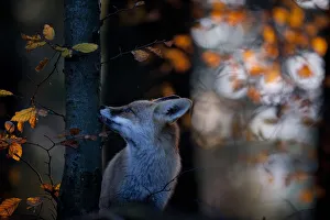 Red fox (Vulpes vulpes) sniffing beech tree trunk, Black Forest, Germany, Winner of Red fox (Vulpes vulpes) sniffing beech tree trunk, Black Forest, Germany, Winner of