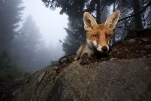Red Fox (Vulpes vulpes) vixen on a misty day in woodland, Black Forest, Germany, July Red Fox (Vulpes vulpes) vixen on a misty day in woodland, Black Forest, Germany, July