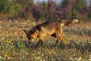 Red fox (Vulpes vulpes) in wildflower meadow, Extremadura, Spain, April 2009 Red fox (Vulpes vulpes) in wildflower meadow, Extremadura, Spain, April 2009