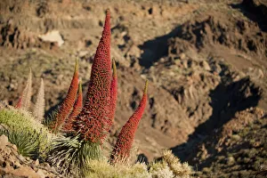 Red giant tajinaste / Mount Teide blugloss (Echium wildpretii) flowers, Teide National Park Red giant tajinaste / Mount Teide blugloss (Echium wildpretii) flowers, Teide National Park