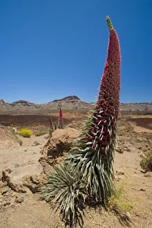 Red giant tajinaste / Mount Teide bugloss (Echium wildpretii) flowering, Teide National Park Red giant tajinaste / Mount Teide bugloss (Echium wildpretii) flowering, Teide National Park