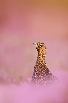 Red grouse (Lagopus lagopus scotica) sitting in flowering heather, Peak District Red grouse (Lagopus lagopus scotica) sitting in flowering heather, Peak District
