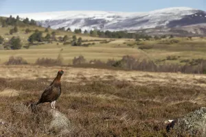 Red grouse (Lagopus lagopus scotica) in moorland, Cairngorms National Park, Grampian Red grouse (Lagopus lagopus scotica) in moorland, Cairngorms National Park, Grampian