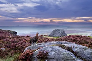 Red grouse (Lagopus lagopus scoticus) on heather moorland, Peak District NP, UK, September 2011 Red grouse (Lagopus lagopus scoticus) on heather moorland, Peak District NP, UK, September 2011
