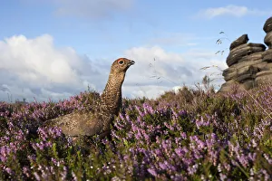 Red grouse (Lagopus lagopus scoticus) on heather moorland, Derwent Edge, Peak District Red grouse (Lagopus lagopus scoticus) on heather moorland, Derwent Edge, Peak District