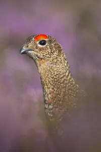 Red grouse (Lagopus lagopus scoticus) on heather moorland, Derwent Edge, Peak District Red grouse (Lagopus lagopus scoticus) on heather moorland, Derwent Edge, Peak District