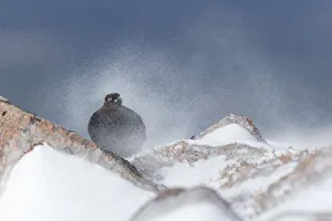 Red Grouse (Lagopus lagopus scoticus) male on rock in swirling spindrift of snow Red Grouse (Lagopus lagopus scoticus) male on rock in swirling spindrift of snow