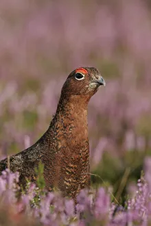 Red Grouse (Lagopus lagopus scoticus) in purple heather, Peak District, uk Red Grouse (Lagopus lagopus scoticus) in purple heather, Peak District, uk