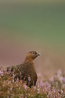 Red Grouse (Lagopus lagopus scoticus) in Heather. Peak District, UK, August Red Grouse (Lagopus lagopus scoticus) in Heather. Peak District, UK, August