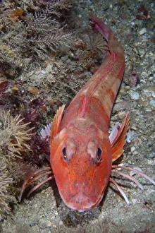 Red Gurnard (Aspitrigla / Chelidonichthys cuculus). Les Dents, Sark, British Channel Islands, July Red Gurnard (Aspitrigla / Chelidonichthys cuculus). Les Dents, Sark, British Channel Islands, July
