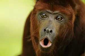 Alouatta Seniculus Collection: Red howler monkey (Alouatta seniculus) howling, captive