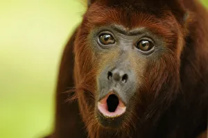 Red howler monkey (Alouatta seniculus) howling, captive Red howler monkey (Alouatta seniculus) howling, captive