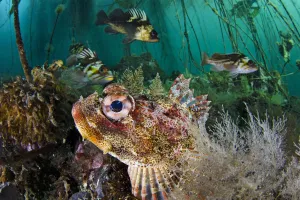 Red Irish lord (Hemilepidotus hemilepidotus) hides on the sebed, with Quillback rockfish Red Irish lord (Hemilepidotus hemilepidotus) hides on the sebed, with Quillback rockfish