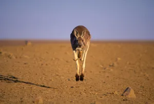 Red kangaroo male bounding towards camera Red kangaroo male bounding towards camera