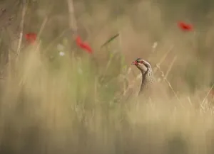 Red legged partridge (Alectoris rufa) in corn field, Norfolk, UK, July. Non-ex Red legged partridge (Alectoris rufa) in corn field, Norfolk, UK, July. Non-ex