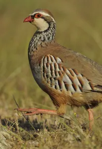 Red legged partridge (Alectoris rufa) walking, La Serena, Extremadura, Spain, April 2009 Red legged partridge (Alectoris rufa) walking, La Serena, Extremadura, Spain, April 2009