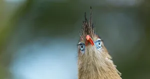 Red-legged Seriema (Cariama cristata) portrait, captive, Apenheul Park, Netherlands Red-legged Seriema (Cariama cristata) portrait, captive, Apenheul Park, Netherlands