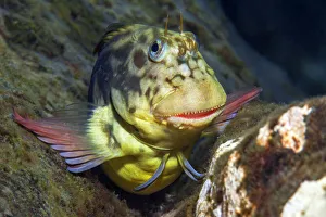 Red-lipped blenny (Ophioblennius atlanticus) portrait, Tenerife, Canary Islands Red-lipped blenny (Ophioblennius atlanticus) portrait, Tenerife, Canary Islands